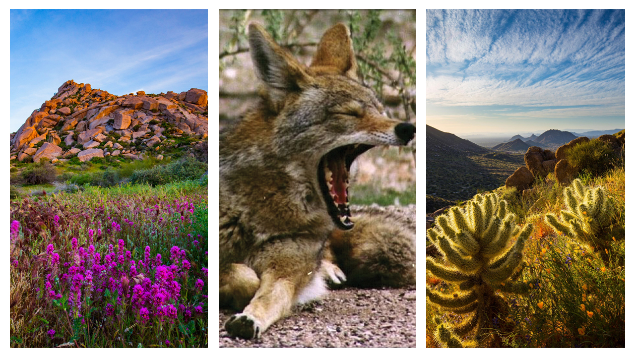 Wo Kakteenriesen wachsen und Kojoten ihre Kreise ziehen: Das Naturparadies Sonora-Wüste
